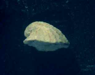 emarginula Sp.